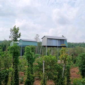 Trại Dừa Farm