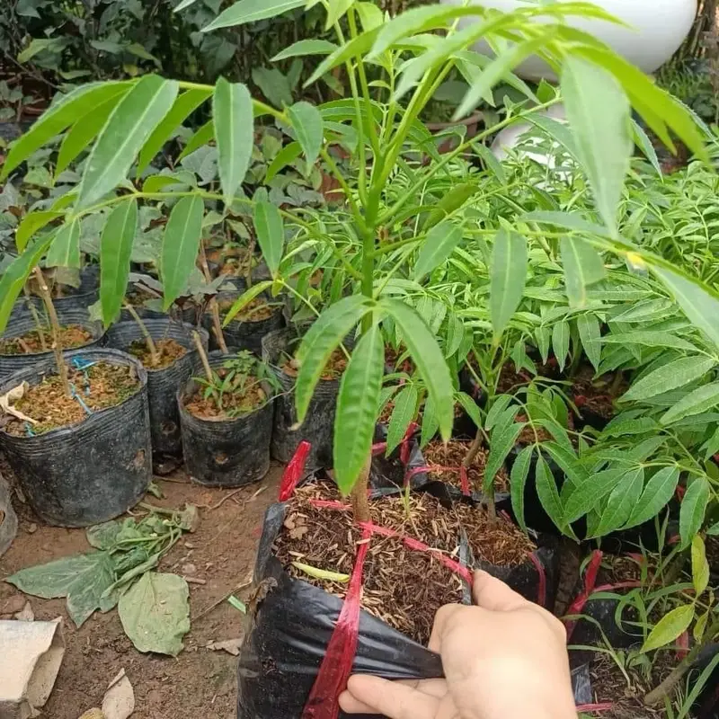 Cây giống Cóc Thái dễ trồng, sai quả, sạch sâu bệnh ổi giống  cây siêu  thị ăn 6