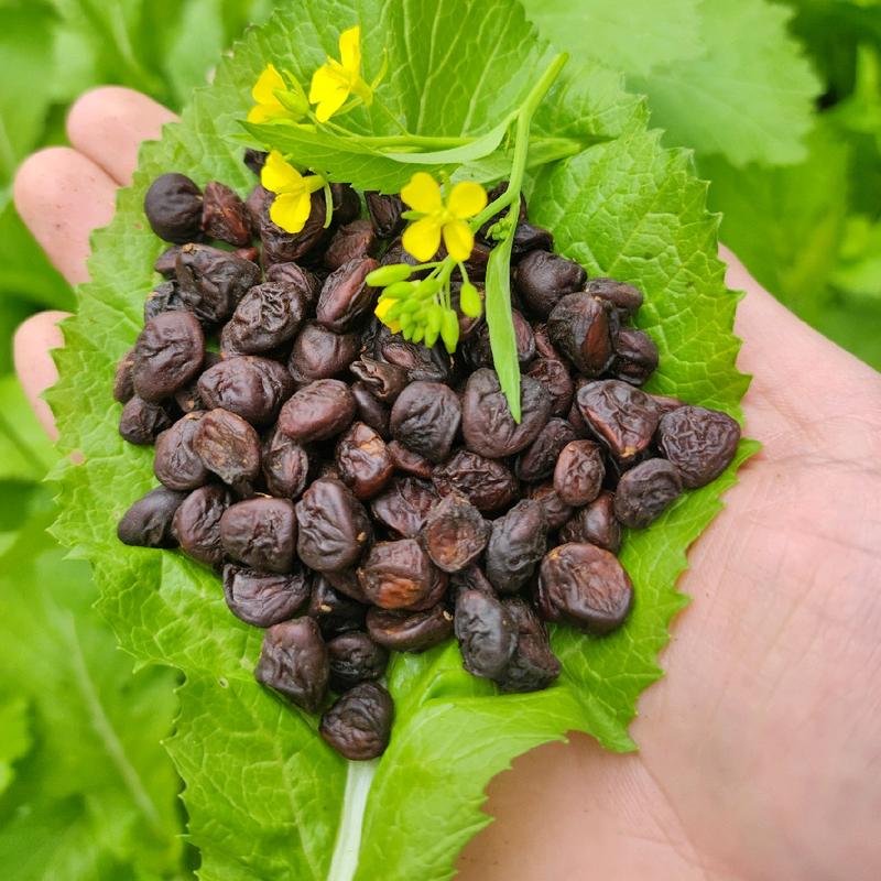Hạt Dổi Nếp Tây Bắc Chuẩn Loại 1 - Gia Vị Vùng Cao Thơm Ngon Cay Tê 2