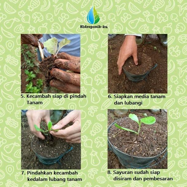 Bibit / Benih Timun Jepang Import (25 Butir) Hidroponik Ku 4