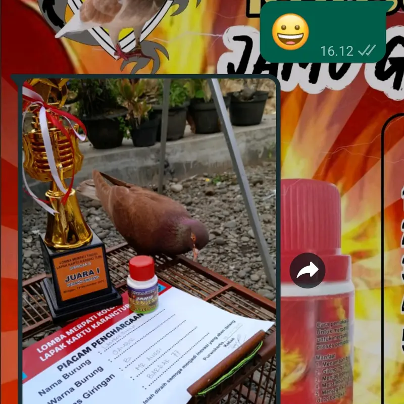 Jamu merpati Giring Super Keket Untuk Segala Jenis Merpati 4