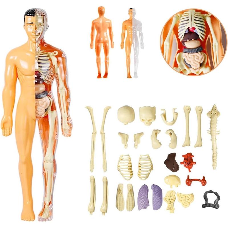 3D Human Body Anatomy Model(Full & Half Transparent), Skeleton Model ...