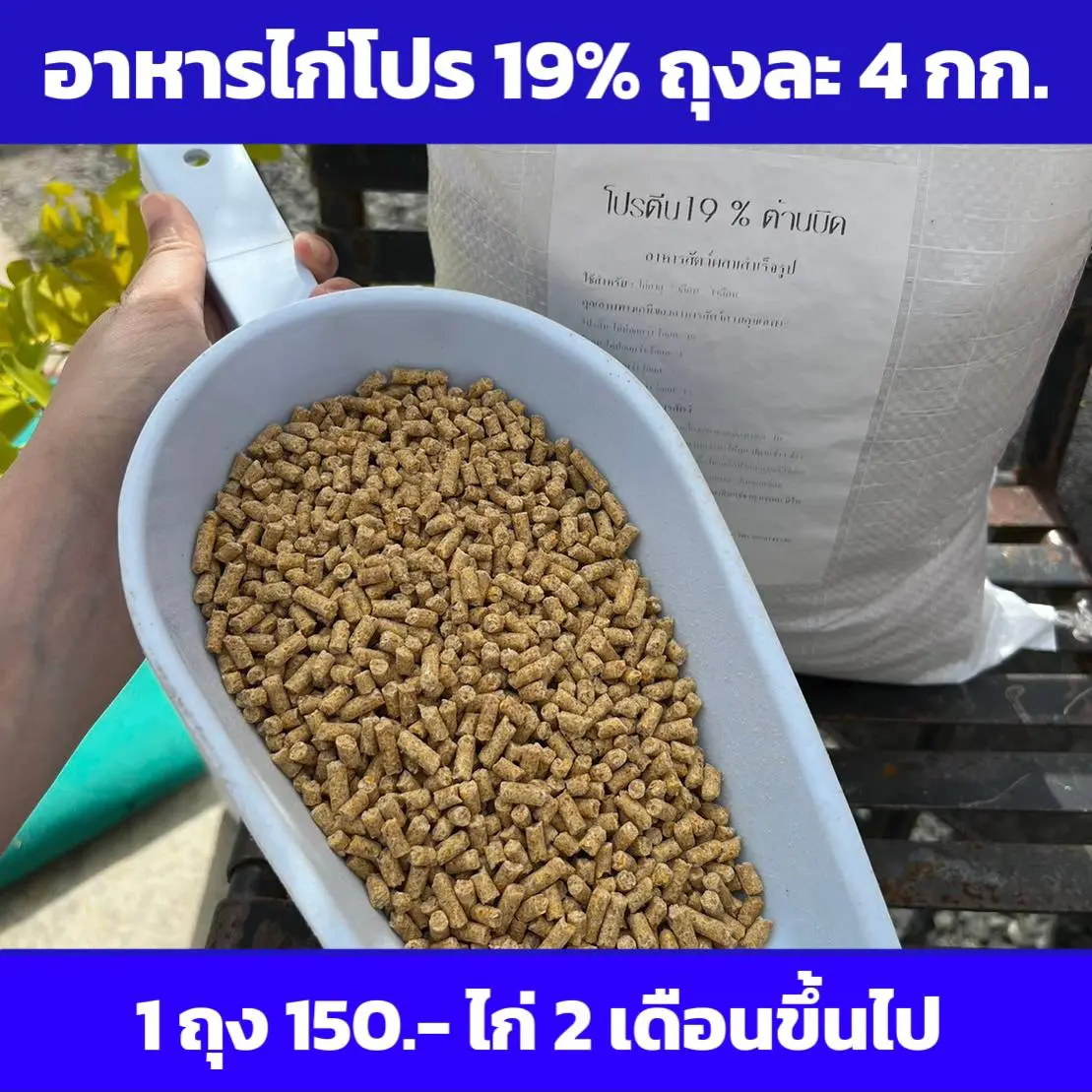 อาหารไก่โปร19 แพค 1 ถุง 4 กิโลกรัม ธัญพืช ถั่ว