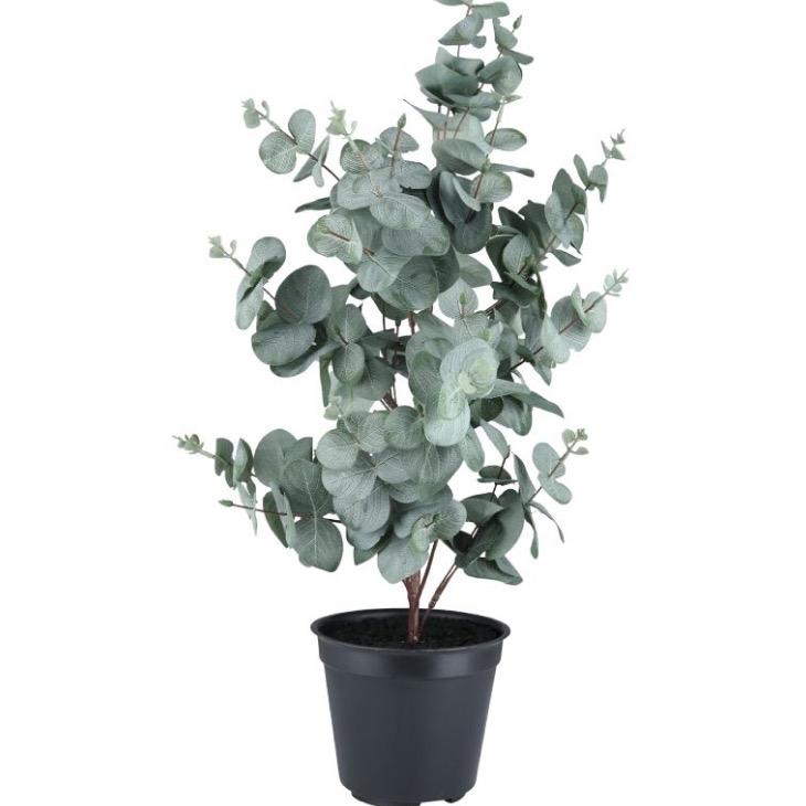 Cây Khuynh Diệp TrueBlue - Bạch Đàn Cảnh- Dollar Silver, Cây Đô la bạc - Cây thơm ngát tinh dầu khuynh diệp - Ưa nắng