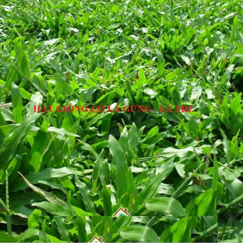 Hạt giống cỏ lá Gừng (cỏ lá Tre) - Gói 100 Hạt 8