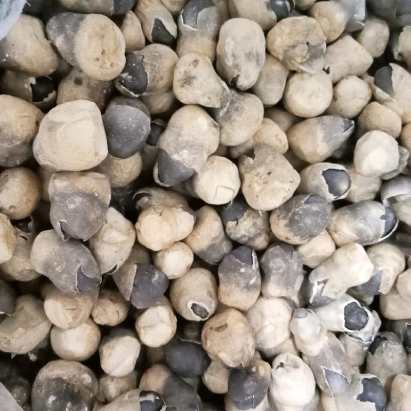 100g Nấm Rơm Mecco Sấy Thăng Hoa 2