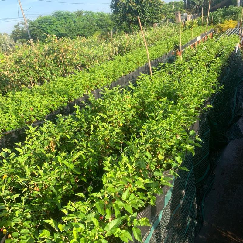 Cây dâu tằm ăn quả , cây siêu trái ( cây giống Phúc Hưng ) 3