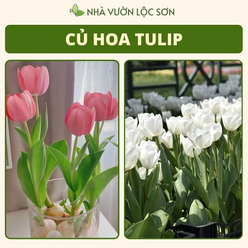  Combo 10 củ hoa tulip thủy sinh củ tulip to khỏe dễ trồng củ  hoa hà lan 