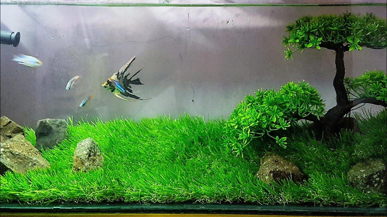 Rumput Sintetis Swiss Ukuran 100 Cm X 25 Cm - Rumput Aquarium Dekorasi Aquascape