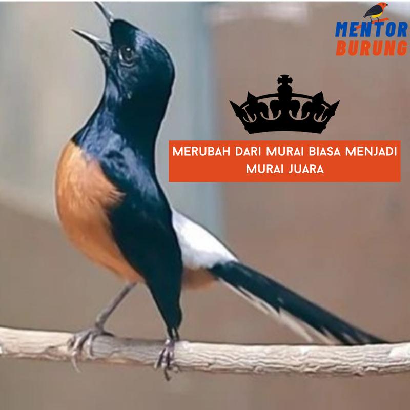Memory card masteran khusus burung murai jernih berjeda gacor - mp3 isian khusus burung murai batu air hutan blesetan Otg 4