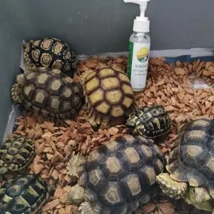 Alas Kandang Hewan Kadal - Cocohusk Kemasan 6Liter - Sabut Kelapa Cacah