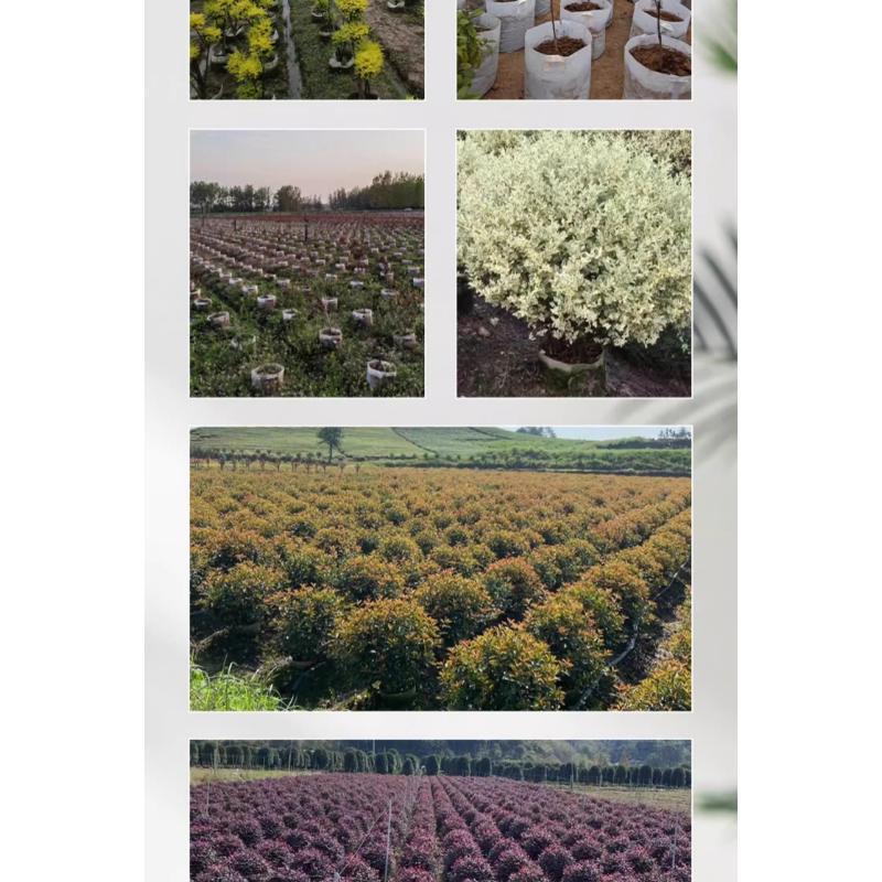 Product Introduction of Non-woven Planting Bag, Thickened Sapling Nutritious Pot For Raising Saplings, Flowers And Vegetables, Large Cloth Flower 43