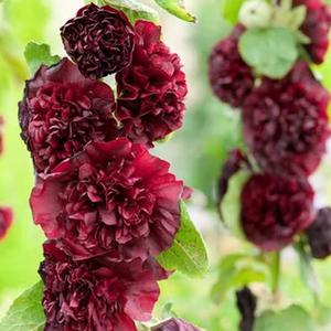 100granos,Alcea Rosea Pétalo Simple Color Magenta Oscuro,Malva Real,Planta Ornamental,para Jardines y Decoración,Fácil de Cultivar para Principiantes