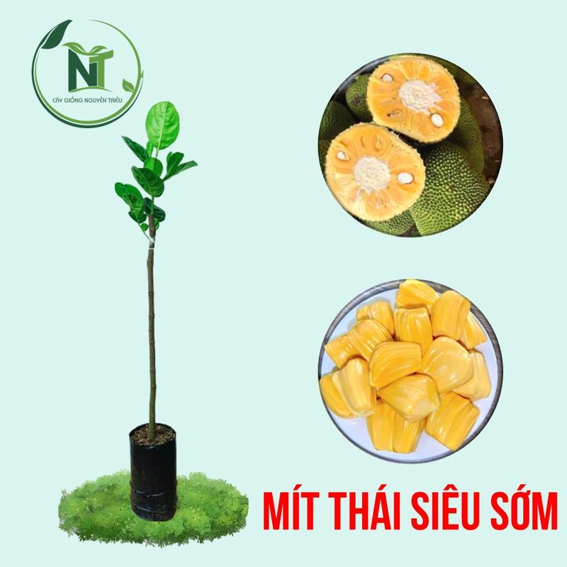   Hàng Mới Về  Cây Giống Mít Thái Siêu Sớm Changai Da Xanh Cây Ghép Cành - 1 Năm Cho Trái - Mít Thái - Mít Siêu Sớm 
