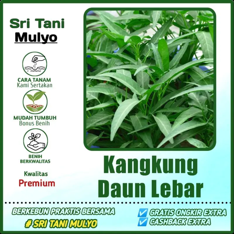 250 Biji - Benih Kangkung Daun Lebar VARIETAS LOKAL - Bibit Tqnaman Sayur Sayuran Benih Sayuran Kangkung - Bayam Cabai, wortel, Bibit, Benih, Daun, Bawang