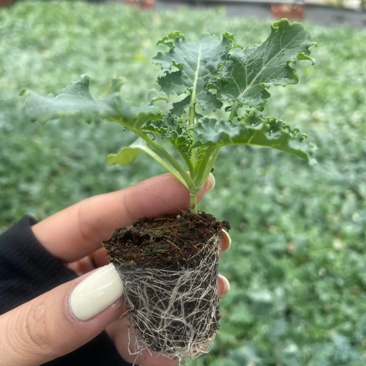 Combo 10 cây Kale xoăn xanh Mỹ