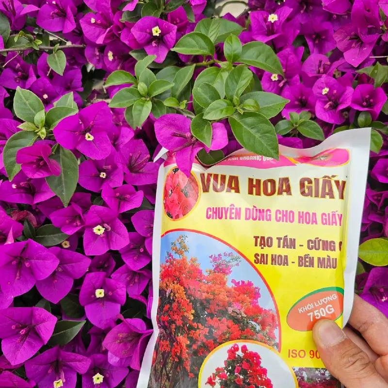 Phân Bón Hoa Giấy, Hữu Cơ, Giúp Thân Cứng Cáp, Tạo Tán, Ra Bông Nhiều, Hoa lên màu đẹp, Lâu Tàn ( bao 750g ) dùng tất cả các loại cây hoa, cây cảnh, cây bonsai 1