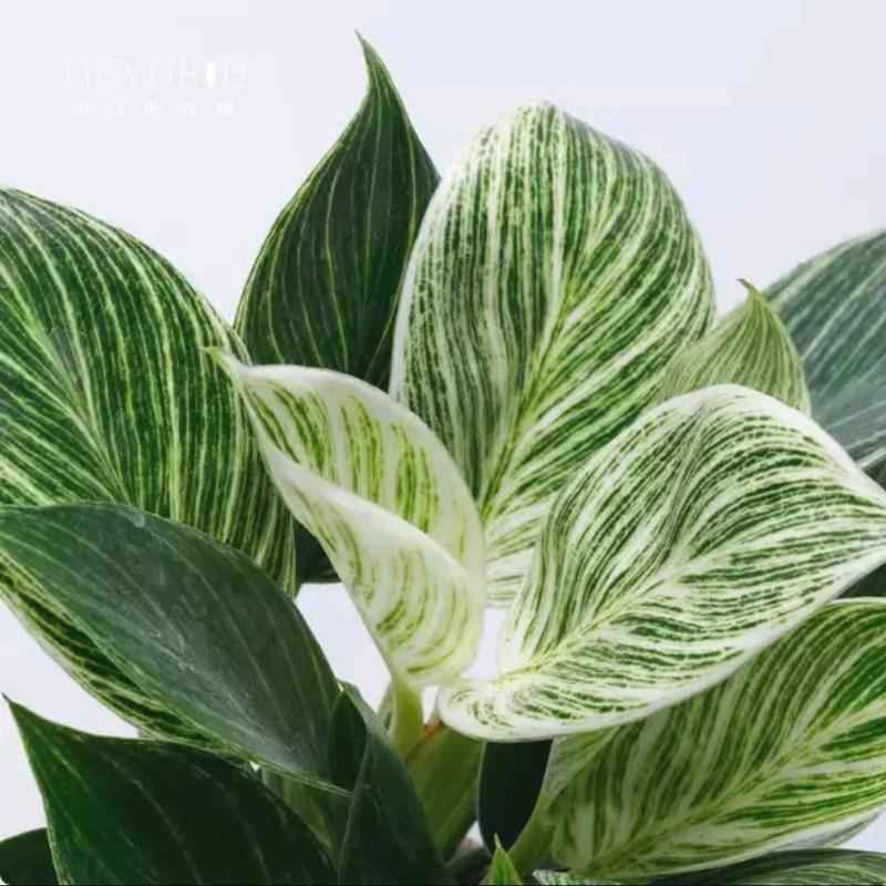 Tanaman Hias Philodendron Birkin - Dekorasi Ruangan Alami - tanaman artificial 5