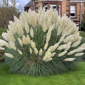 100 Semillas de Hierba de la Pampa Blanca Cortaderia selloana Penachos Blancos como Nubes Icono de Elegancia y Estilo para Paisajismo