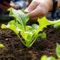 đất trồng cây làm vườn