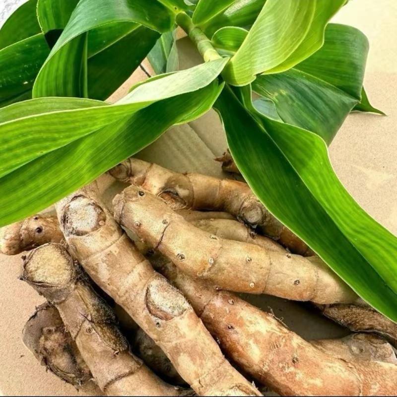 Cây mía dò tươi -củ cát lòi ( 1kg) thiên nhiên 3
