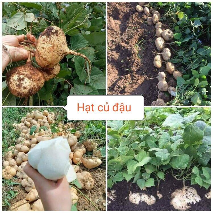 Hạt giống Củ Đậu - 20 hạt