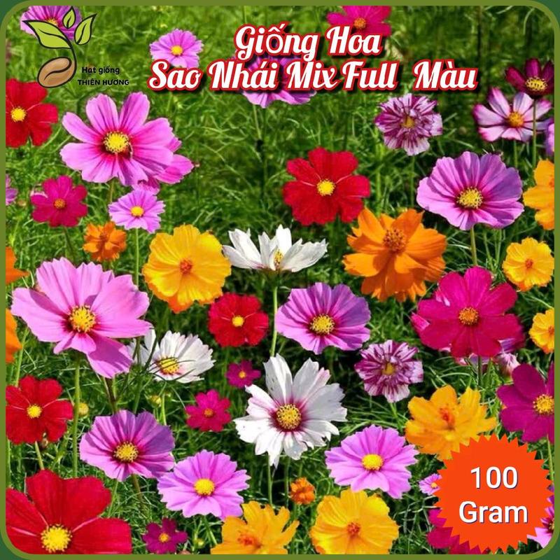    Gói 100 Gram   Hạt giống Hoa Sao Nhái Mix rất nhiều màu 