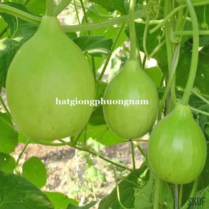 5 HẠT - HẠT GIỐNG BẦU TRÒN ĐÀ LẠT 0