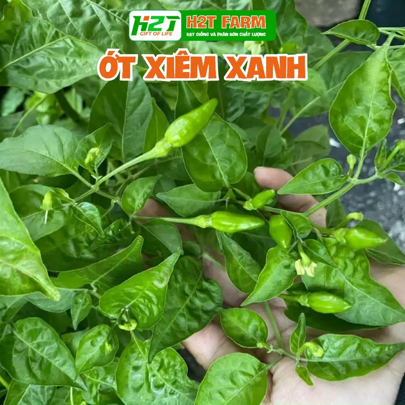 Hạt Giống Ớt Hiểm Xanh, Ớt Chỉ Thiên, Ớt Sừng Vàng - hat giống 4 mùa 0
