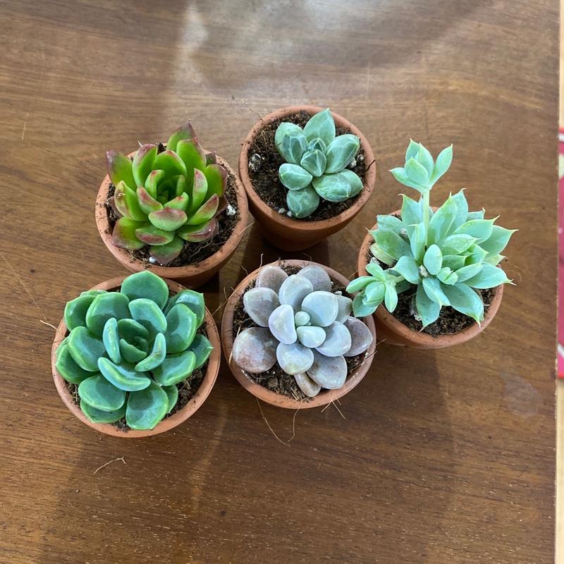  Combo 5 cây sen đá mini kèm chậu   chậu 5-5  