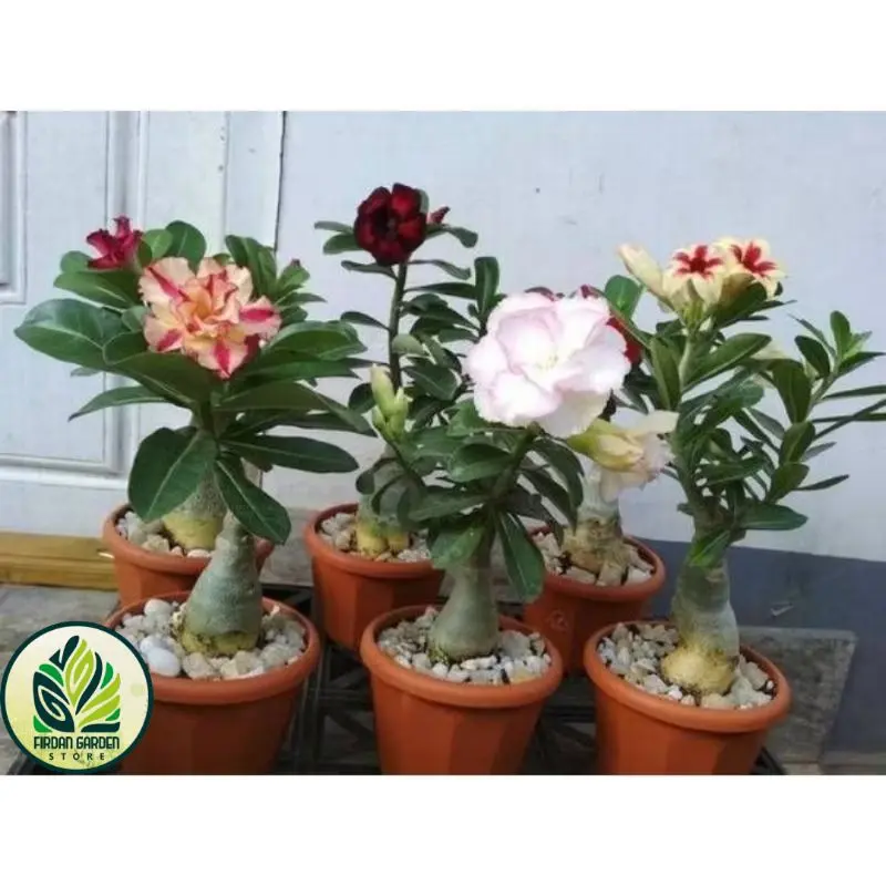 Tanaman Adenium Kamboja Jepang dengan Bunga Tumpuk - Daun