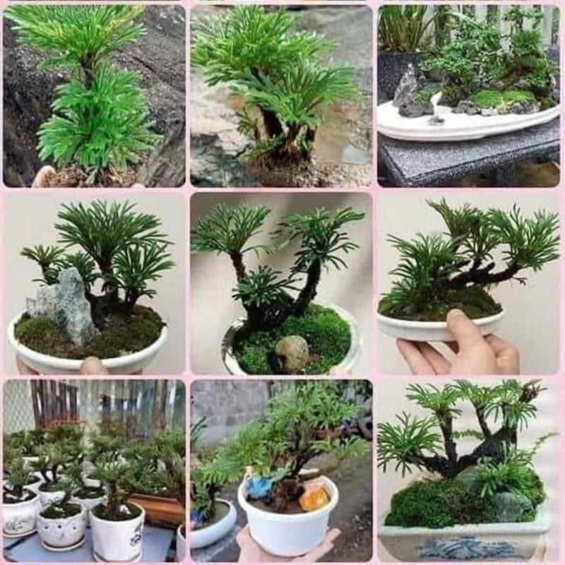 Trường Sinh Thảo Trồng Bonsai,Hòn Non Bộ,Tiểu Cảnh Sân Vườn,Bàn Làm Việc,Hồ Cá Koi …. 0