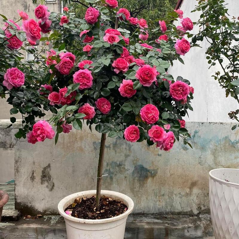 Vua Kích Hoa NaNo+ - Kích thích hoa nở đồng loạt, bông to, bền màu, lâu tàn cho hoa Hồng, hoa Lan, hoa giấy, hoa mai, Cẩm Tú cầu, hoa cúc 3