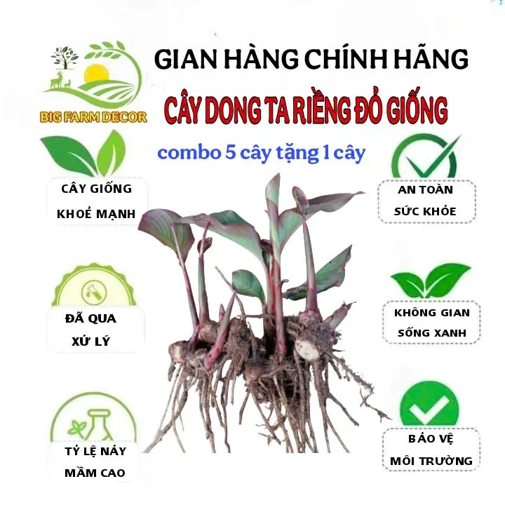 combo 5 cây dong riềng đỏ giống