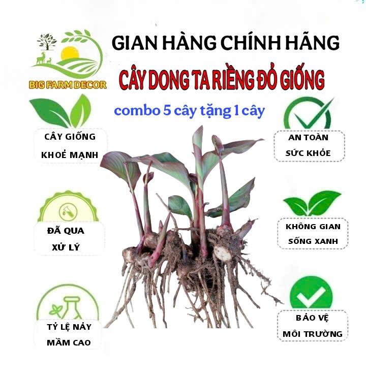 combo 5 cây dong riềng đỏ giống 0