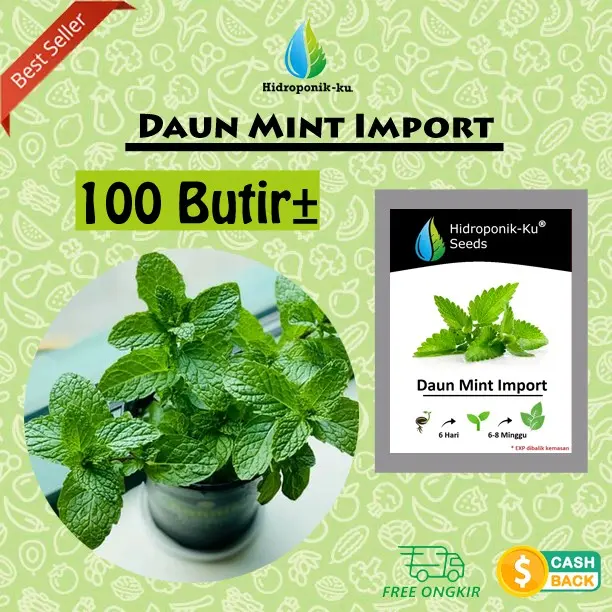 Bibit / Benih Daun Mint Import (100 Butir) Hidroponik Ku