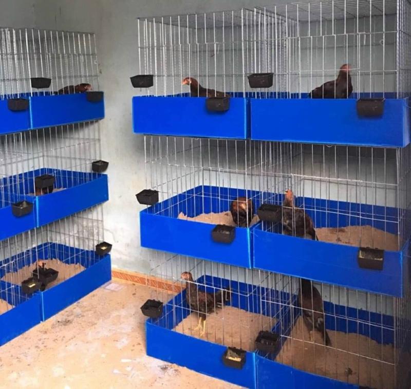  Lồng 60v  60x60x60  lồng thú cưng,Nội Thất Cho Thú Cưng ,lồng nan khít,lồng kẽm ,chuồng kẽm. lồng nuôi thú cưng lồng gà 