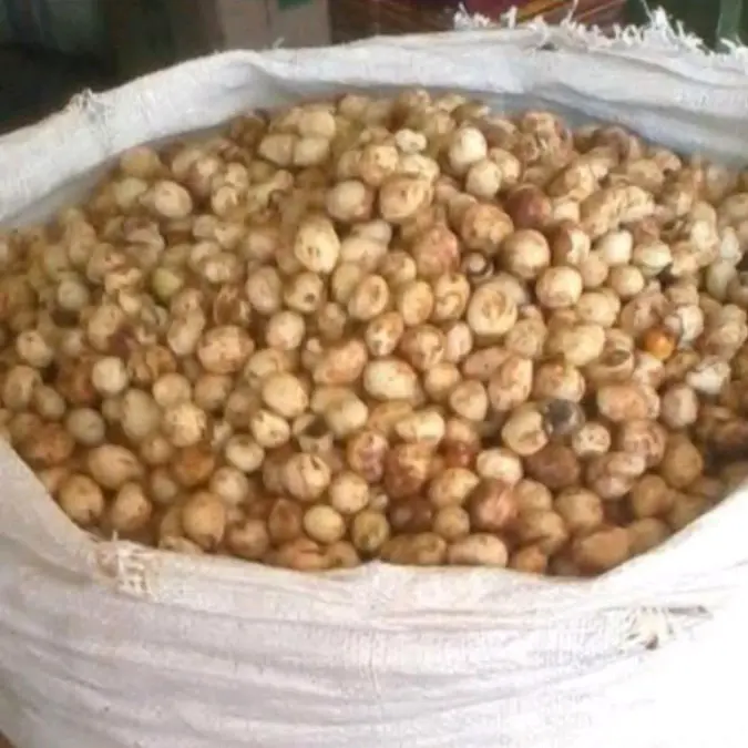kacang Bogor mentah 1kg , asli segar 1