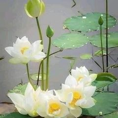 hàng khuyến mãi ba anh em