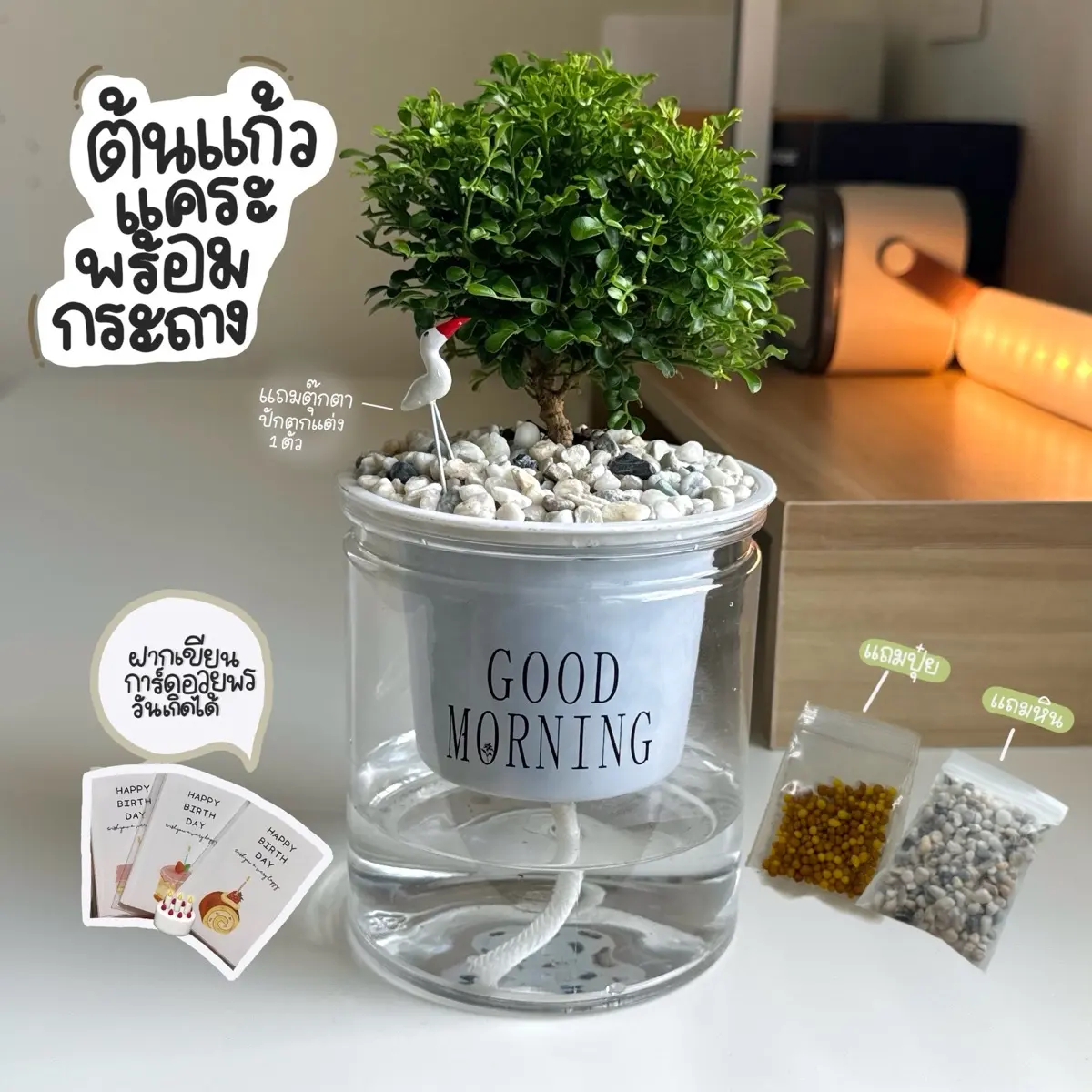 (พร้อมส่ง)ต้นแก้วแคระพร้อมกระถาง+ตุ๊กตาตกแต่ง1ชิ้น+หินสีขาว+ปุ๋ย (ถ้าฝากเขียนการ์ดพิมพ์ในขั้นตอนการสั่งเลยนะคะ)