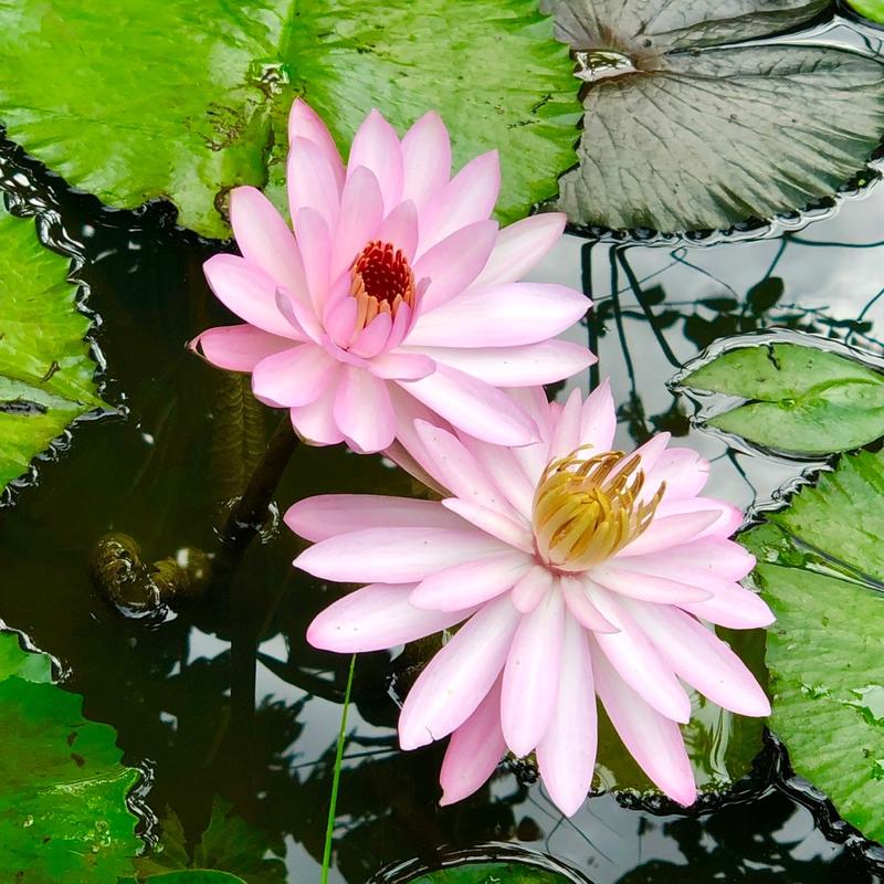 Gốc hoa mĩ hồng bụi to có hoa