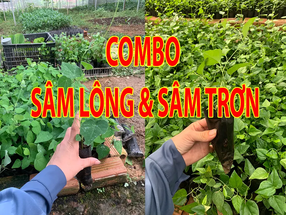 Combo 6 cây (3 cây SÂM LÔNG và 3 cây SÂM TRƠN) - Cây lỗi hoàn tiền