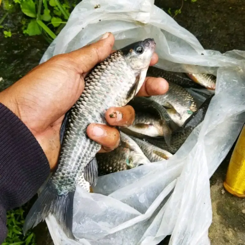 ESSEN SPESIALIS IKAN NILEM Patin 2