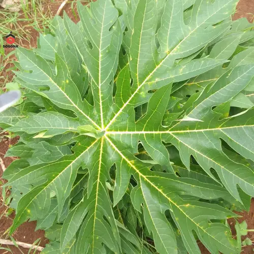 500gram Lá Cây Đu Đủ Đực Tươi - Lá Đu Đủ Đực Phơi Khô Tự Nhiên. 6