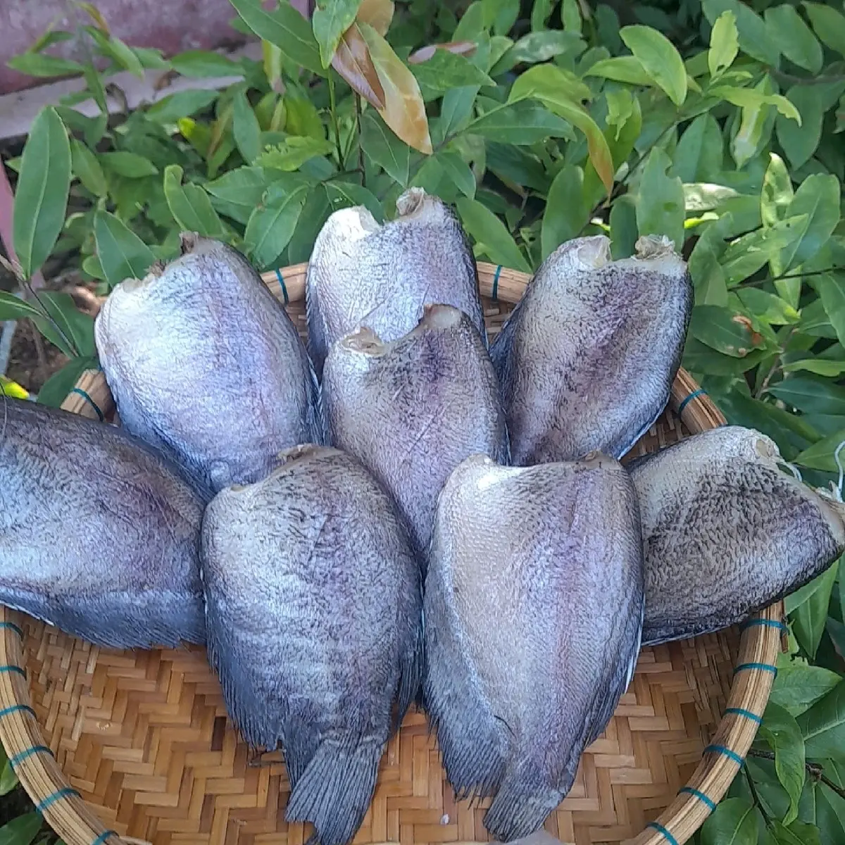 khô sặc bổi 1 ký size 10 con vị vừa ăn không mặn chát Food