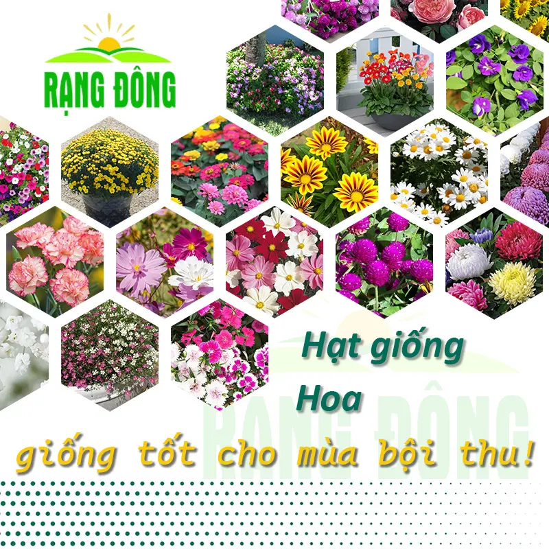 Hạt giống Hoa Trồng Chậu, Sân Vườn mùa vụ quanh năm, dễ chăm sóc, hoa nở quanh năm, nhiều màu - Hạt giống Rạng Đông