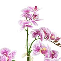 Gambar BUNGA ARTIFISIAL ANGGREK PHALAENOPSIS - PUTIH/UNGU dari AZKO ID Kota Administrasi Jakarta Selatan 2 Tokopedia