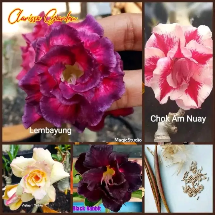 1 BUTIR BENIH BUNGA ADENIUM TUMPUK HYBRID