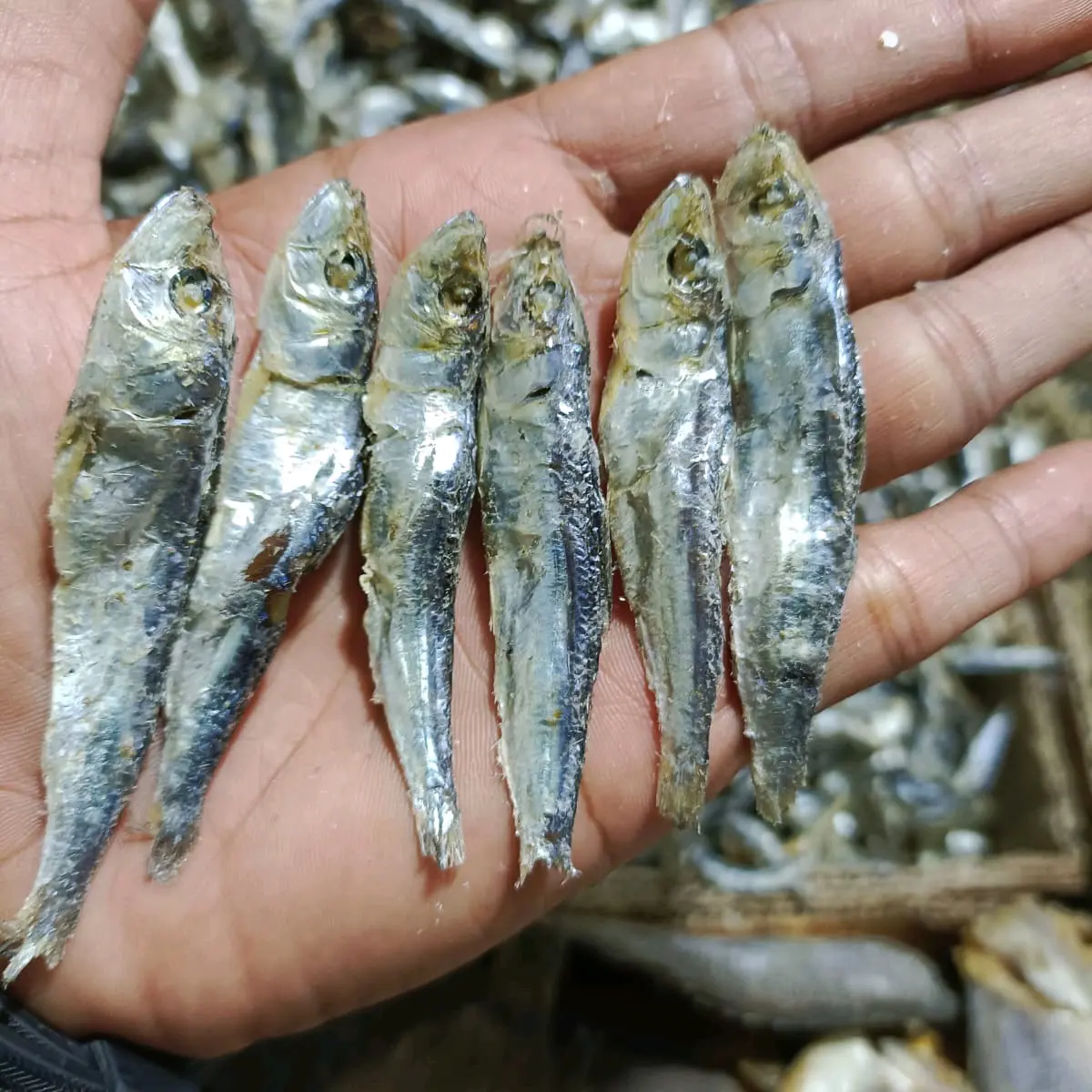 IKAN ASIN TEMBANG CUE / REBUSAN SUPER KERING Food