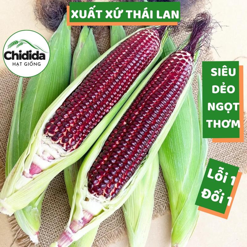 Hạt giống bắp tím Thái Lan ngon ngọt dẻo thơm trái to hạt ngô nếp 1kg nảy mầm cao cây khỏe dễ trồng Hạt giống Chidida
